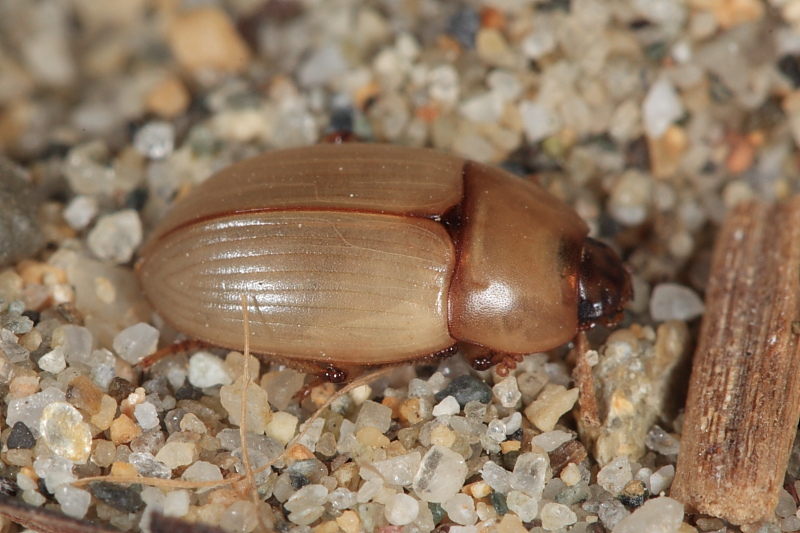 Le Phaleria dell''Elba! Phaleria bimaculata ssp. bimaculata